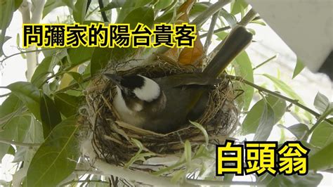 鳥來築巢 風水|【鳥築巢吉兆】迎祥納瑞：野鳥築巢，居家風水好兆。